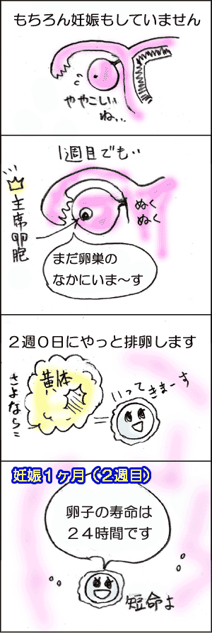 まんがでわかる「0週1週はまだ受精していません妊娠週数の数え方」