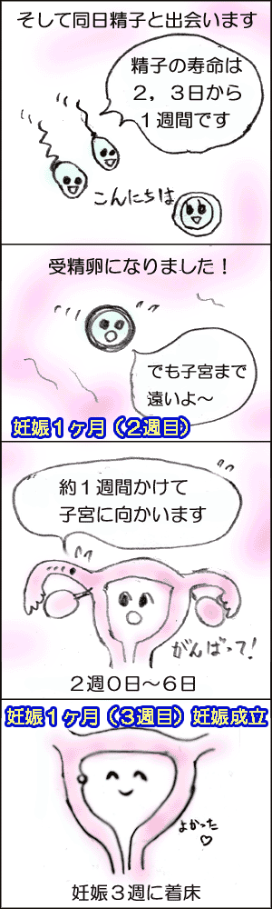誰でもわかる！受精するのは何週目？