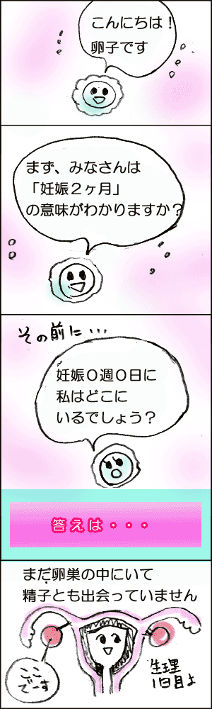 誰でもわかる！妊娠週数の数え方